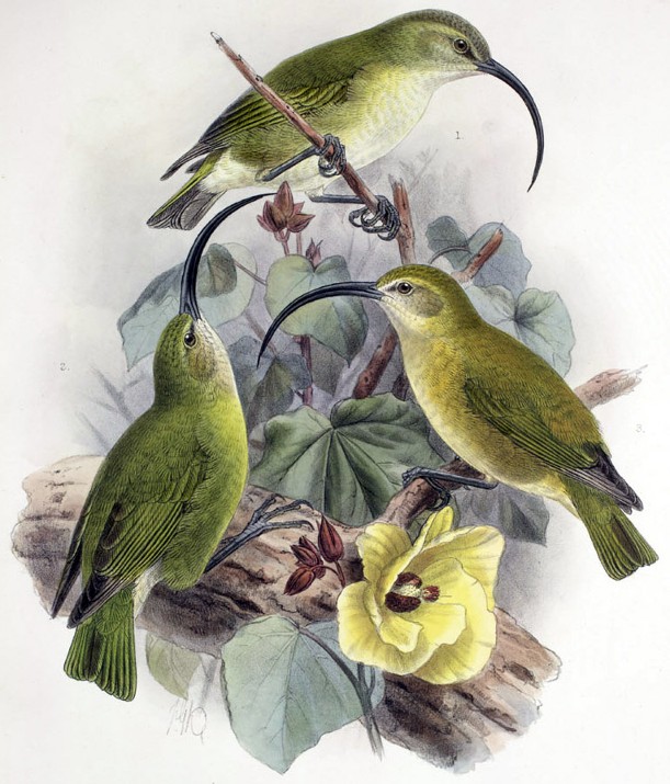 EXTINCT HAWAII BIRDS